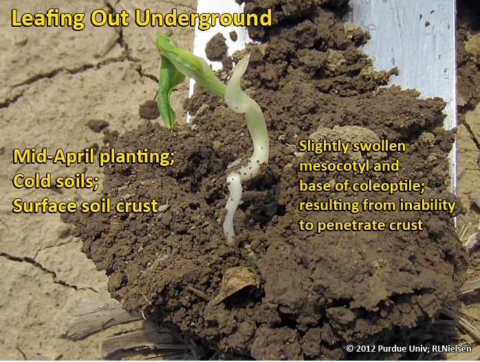 Leafing out underground; caused primarily by dense surface soil crust.