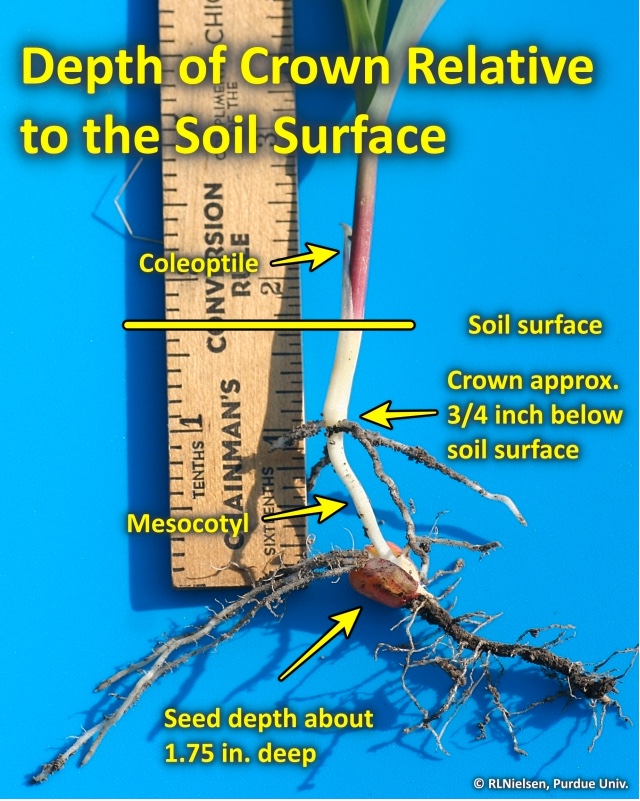Typical crown depth relative to soil surface.