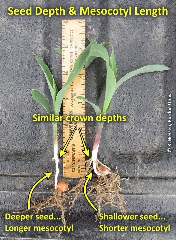 Seeding depth and mesocotyl length.