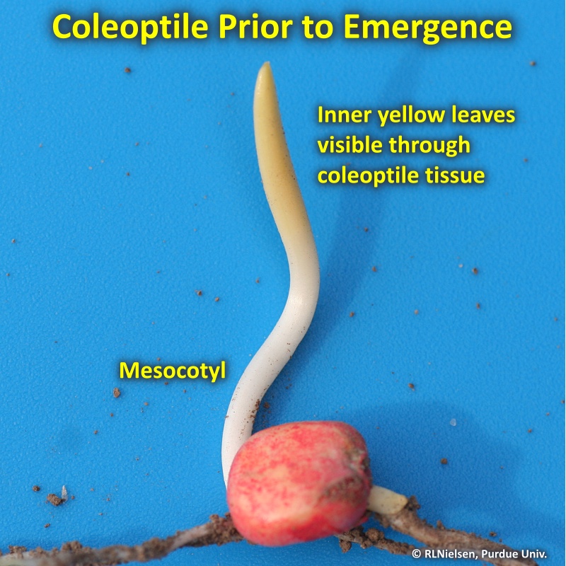 Coleoptile prior to emergence.