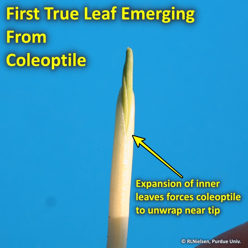Inner leaves emerging from coleoptile.
