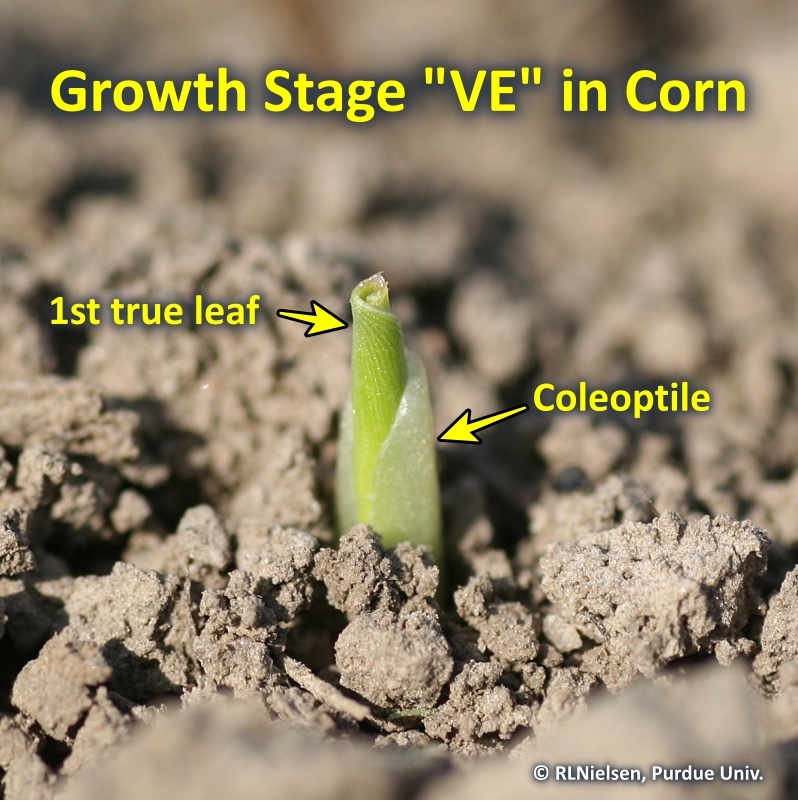 Growth stage VE in corn.