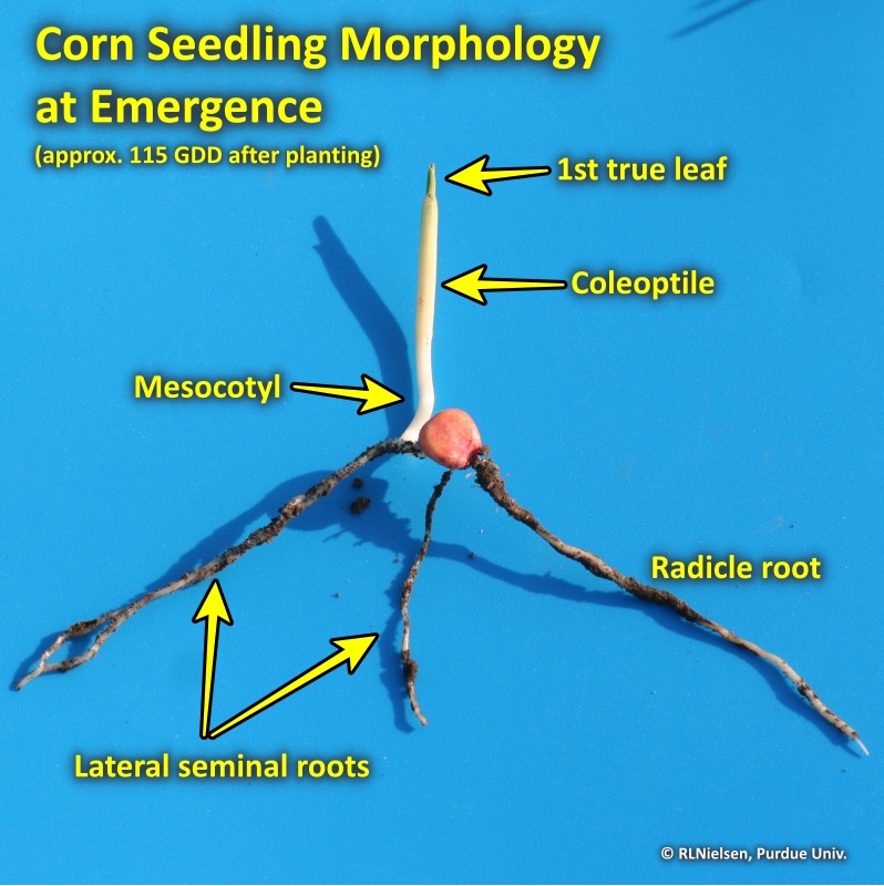 Corn seedling morphology at emergence.