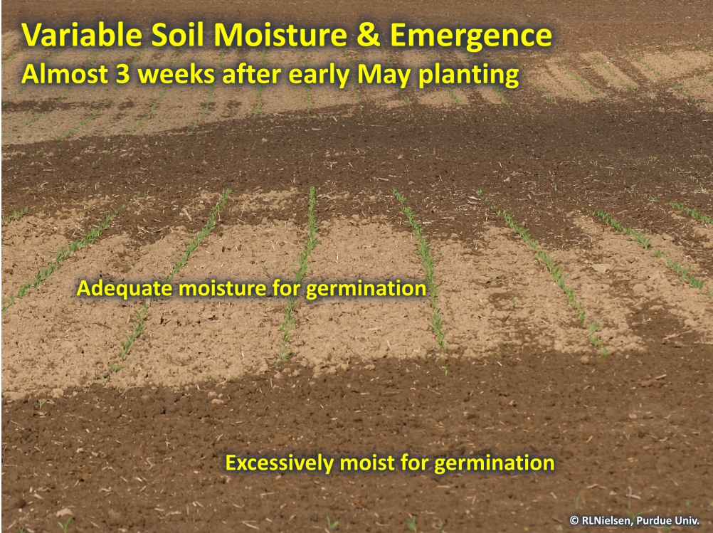 Fig. 1. Effect of variable soil moisture on corn emergence.