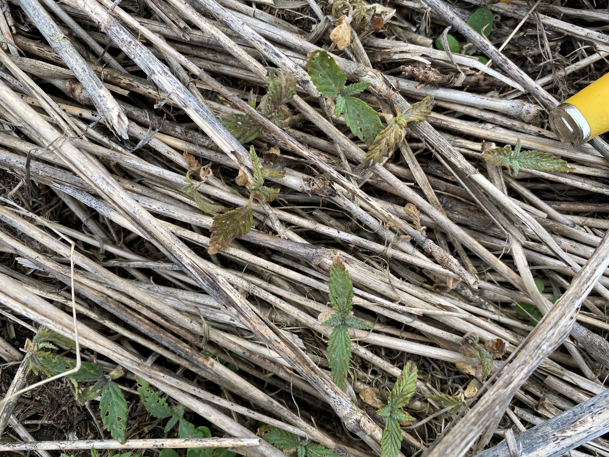 Feral hemp with frost damage.