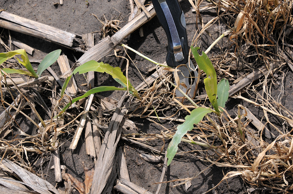 Armyworm feeding damage to seedling corn in high-risk field.