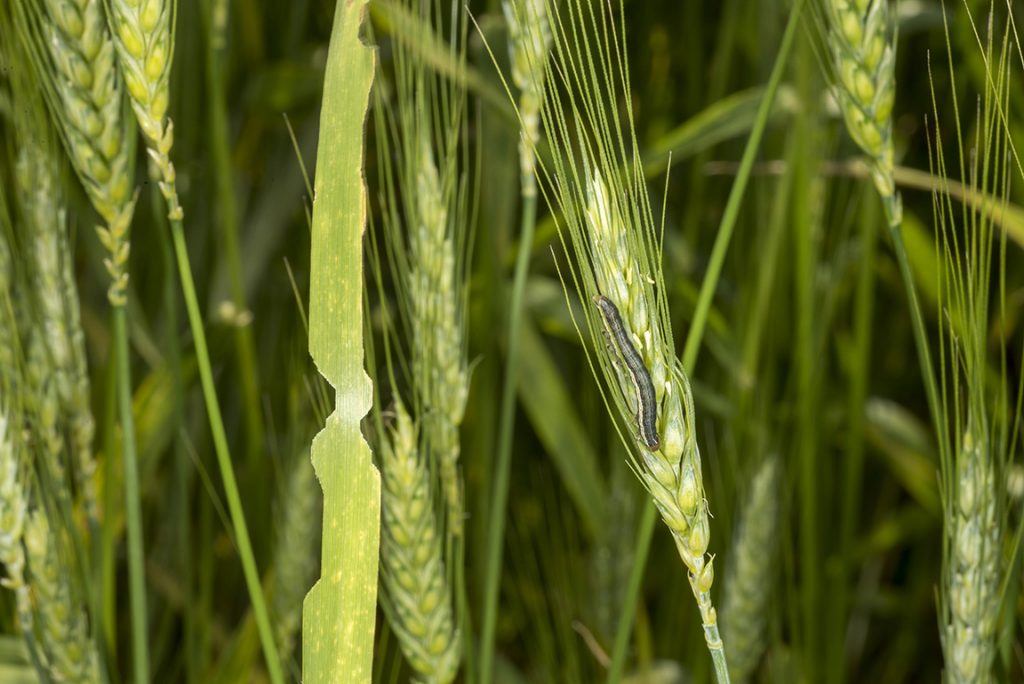 Armyworm, Worth The Look In High-Risk Crops | Purdue University Pest ...