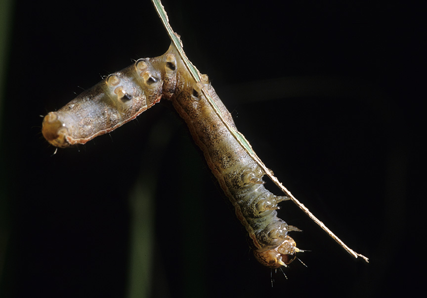 Flaccid armyworm larva infected with a virus, hanging from a midrib.