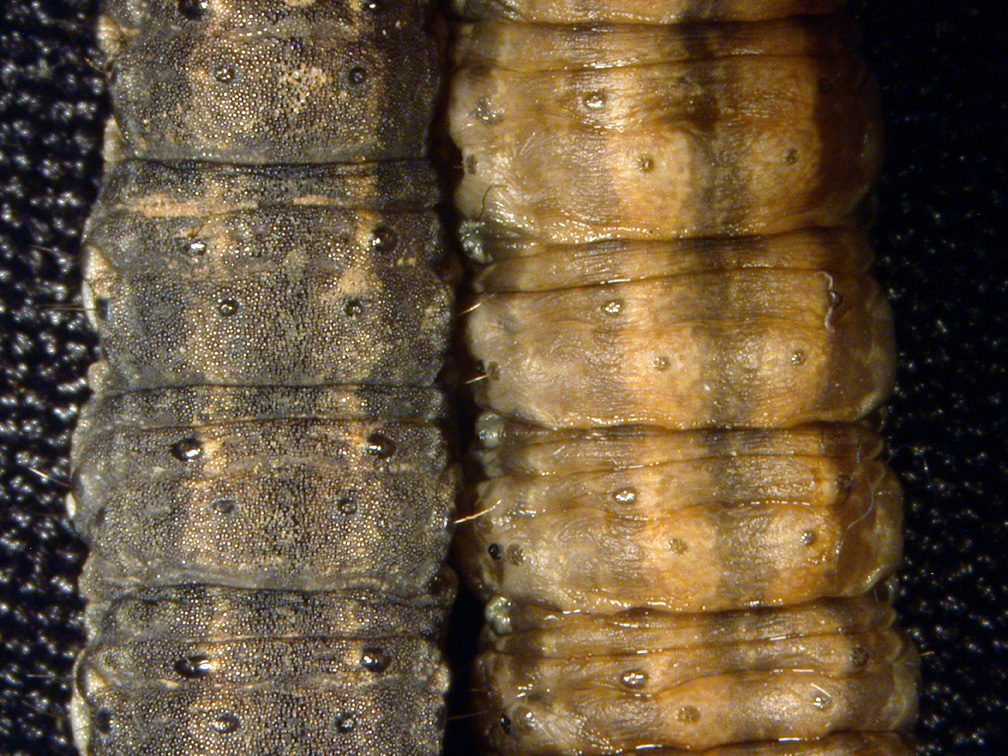 Comparison of black (left) and dingy (right) cutworm skin texture, about 10X magnification.