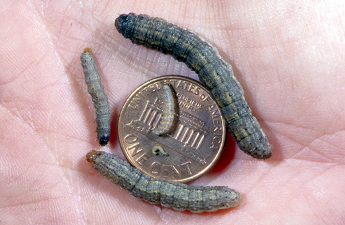Black cutworm larval instars 2 to 6, the 4th instar is left of the penny.