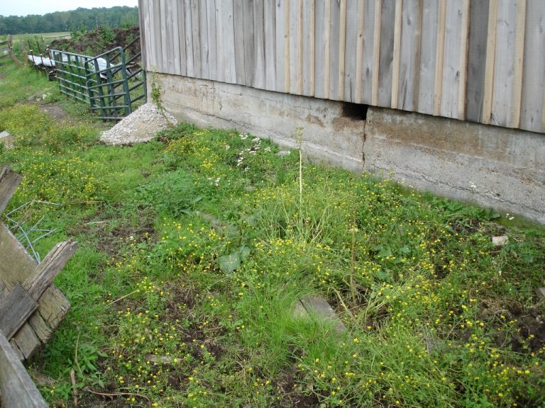 Control Of Buttercups In Indiana fields Purdue University Pest&Crop