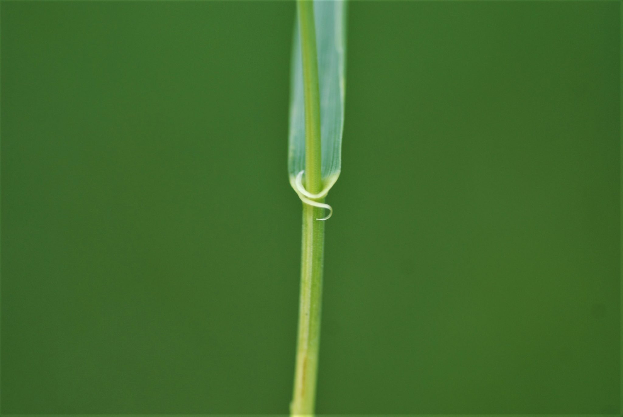 Figure 3. Clasping auricles on quackgrass. (Photo Credit: Dr. Aaron Patton)