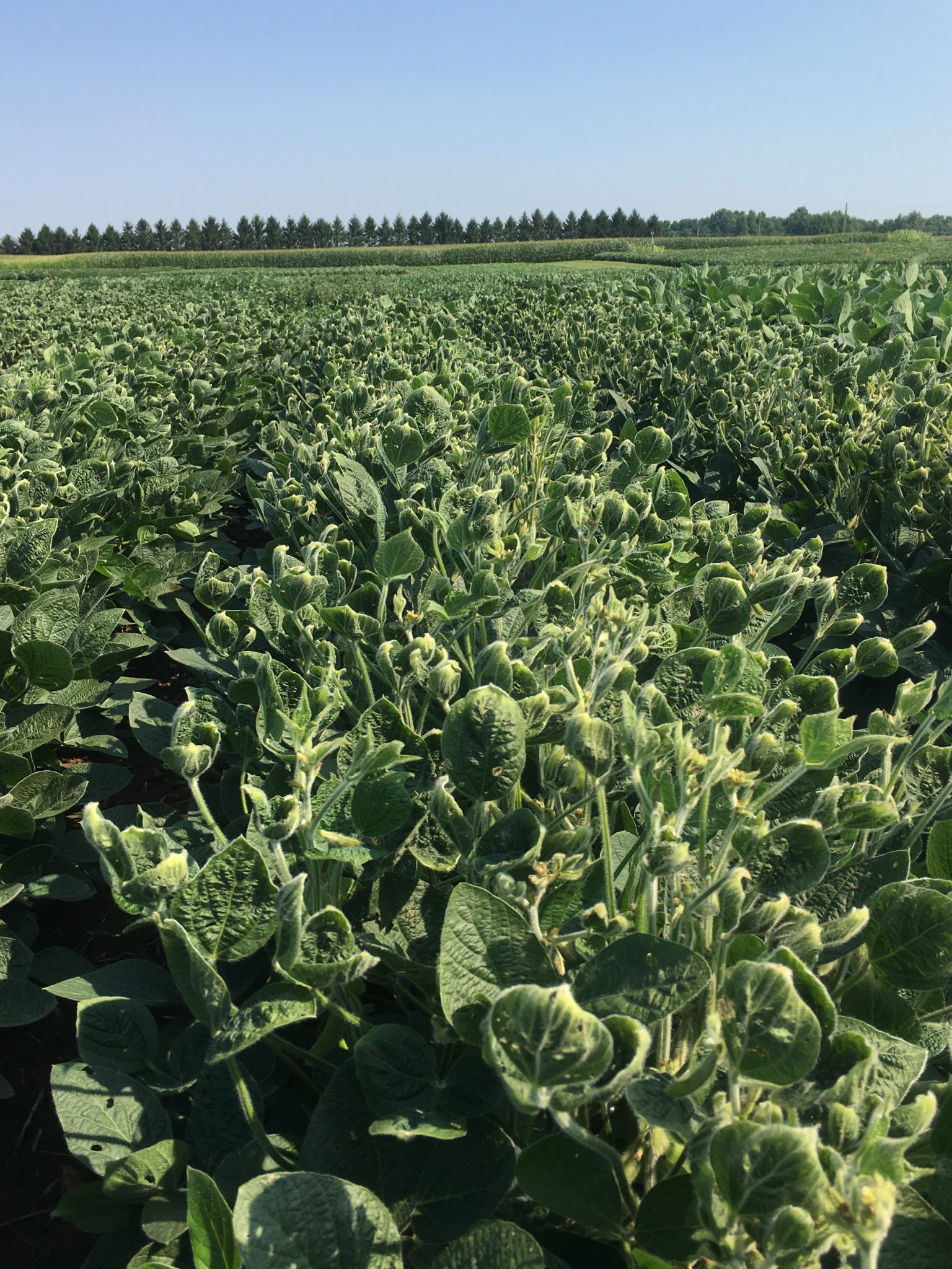 Dicamba injury on susceptible soybeans. (Photo Credit: Cade Hayden)
