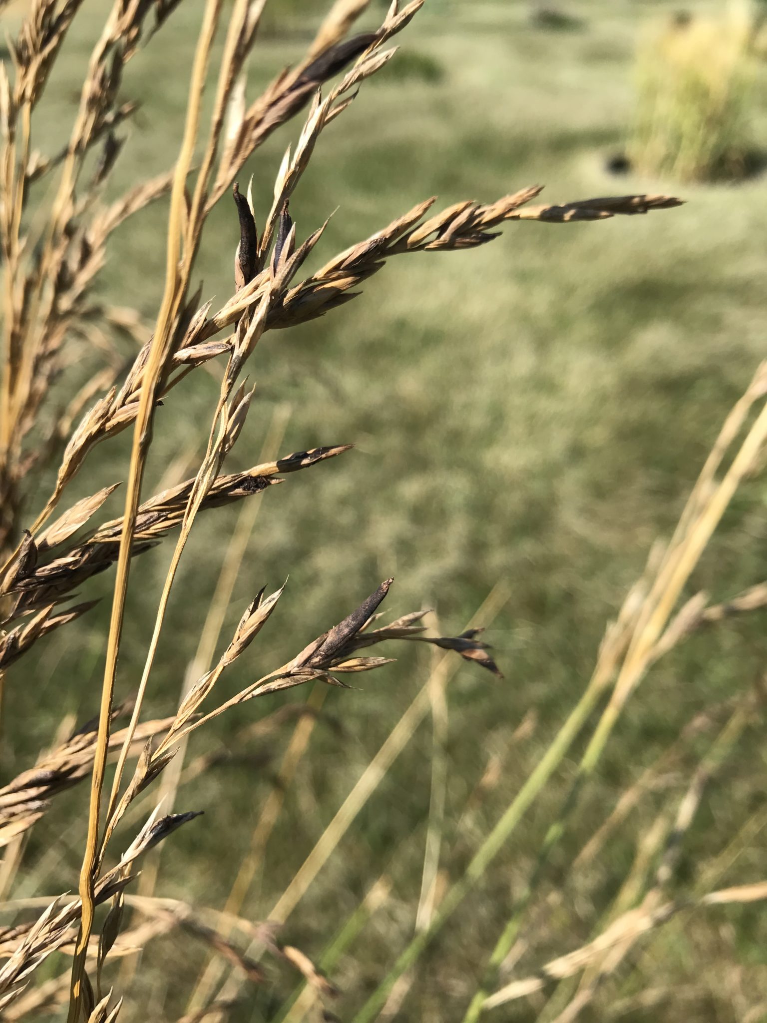 Tall fescue seed head infected with ergot.