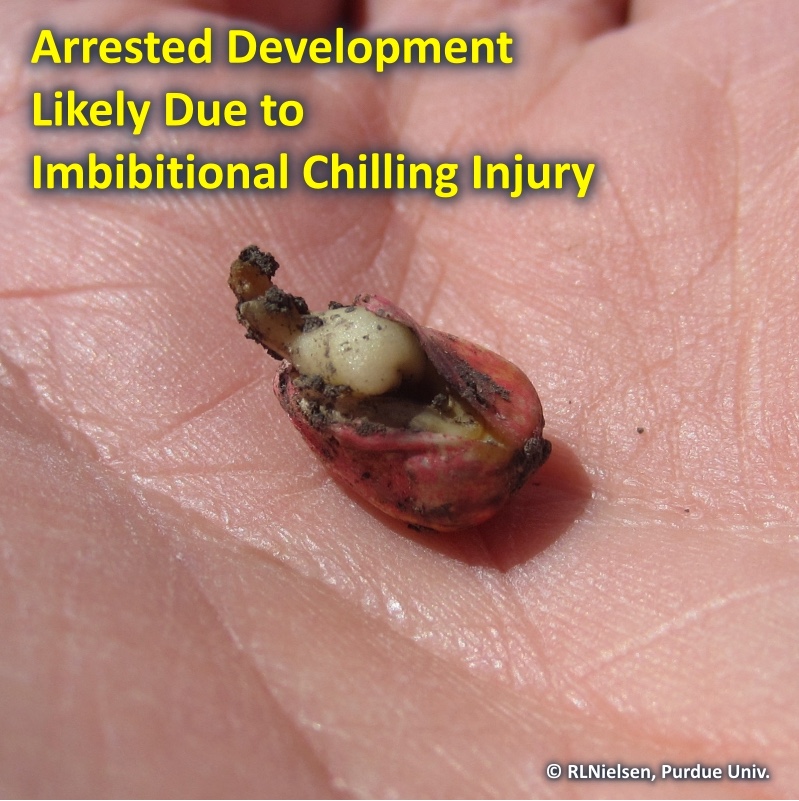 Fig. 2. Arrested development likely due to imbibitional chilling.