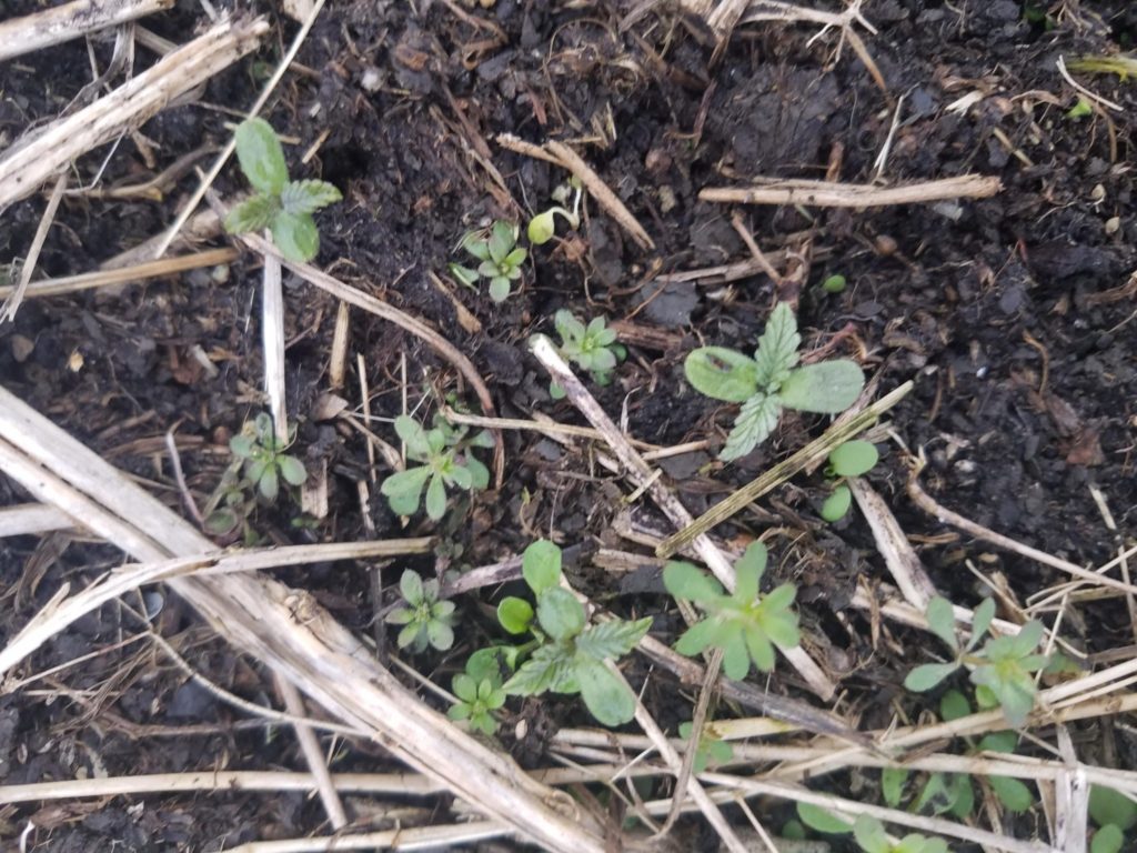 Be On The Lookout For Volunteer Hemp | Purdue University Pest&Crop ...