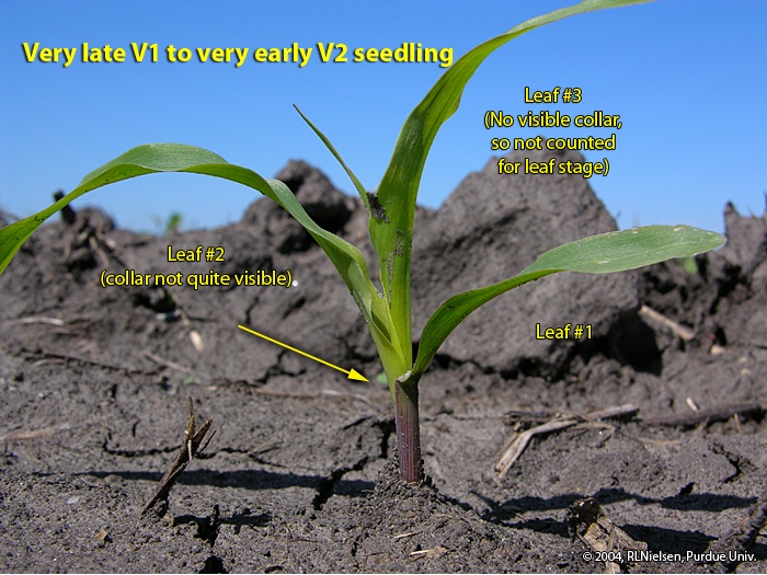 Fig. 11. Late V1 to early V2 corn seedling.