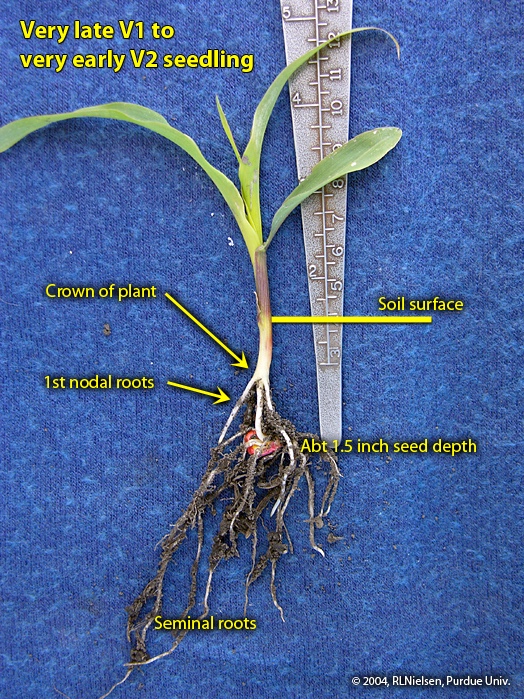 Fig. 12. Seminal and nodal roots of V2 seedling.