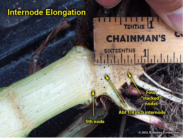 Fig. 15. Internode elongation between fourth and fifth nodes of a corn plant.