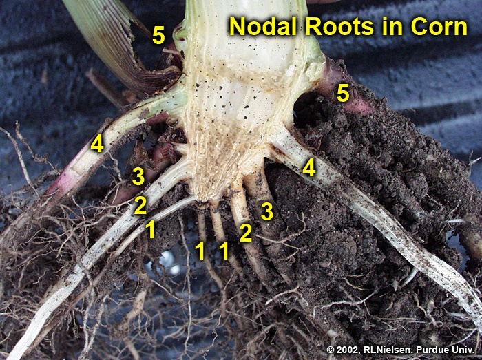 Fig. 16. Five identifiable sets or "whorls" of nodal roots in a split stalk section.