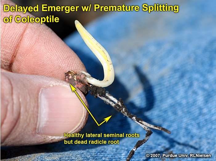 Fig. 4. Delayed emerger w/ healthy lateral seminal roots but damaged radicle root.