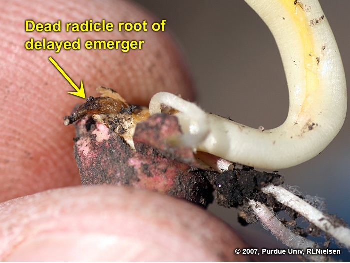 Fig. 6. Dead radicle root on a delayed emerger seedling.