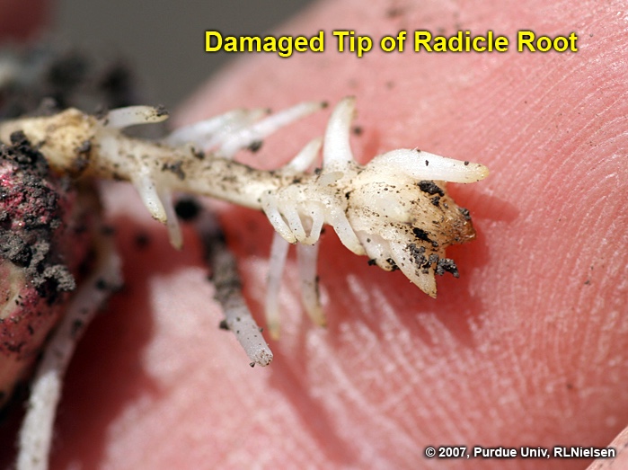 Fig. 8. Closer view of damaged radicle root tip with numerous adventitious roots.