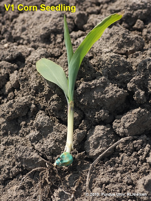 Fig. 9. V1 corn seedling.