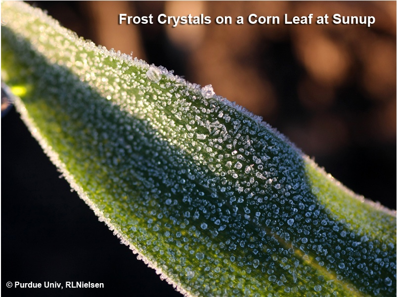 Frost crystals on a corn leaf at sunup.