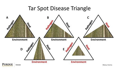 Figure 1. Tar spot disease triangle showing how A. the pathogen, host and environment can influence the amount of disease that may develop in crop canopy. B. Reduced disease potential if initial pathogen inoculum is decreased in a field. C. Reduced disease potential if host plant has improved resistance to the pathogen. D. Reduced disease risk if environmental conditions are not favorable for disease development. E. Reduced disease risk if all three factors are minimized. 