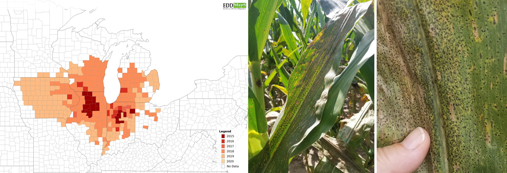 Figure 2. Tar spot spread by year from 2015 until 2019 and tar spot symptoms on corn leaf. Image credits: EddMaps https://maps.eddmaps.org/ and Darcy Telenko.