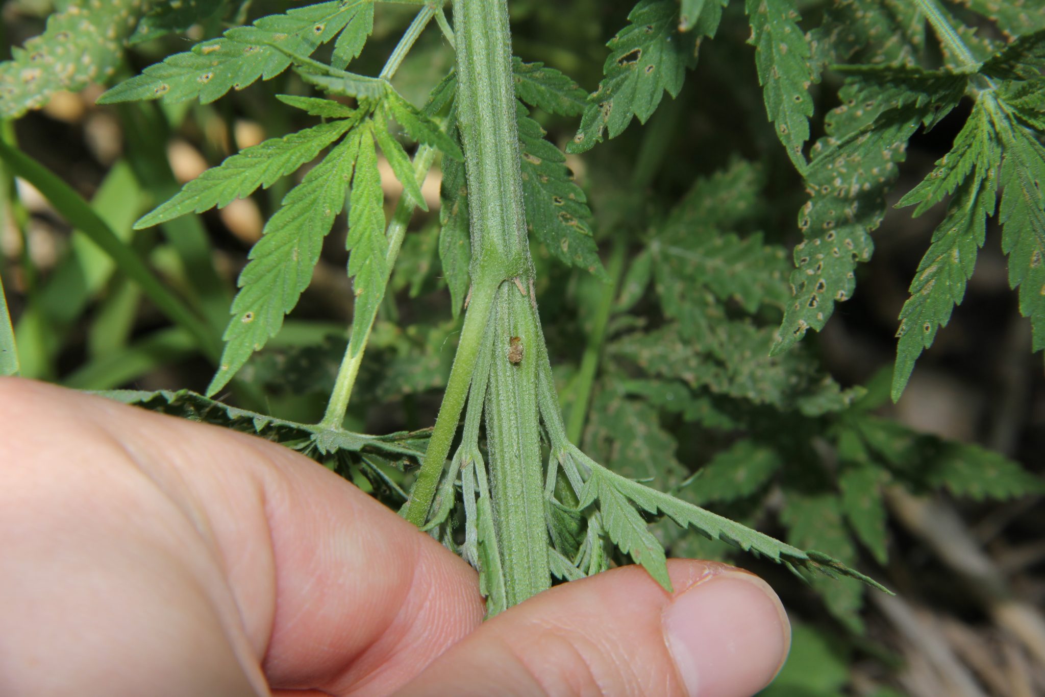 Bulge in the hemp stem caused by Eurasian hemp borer larvae.