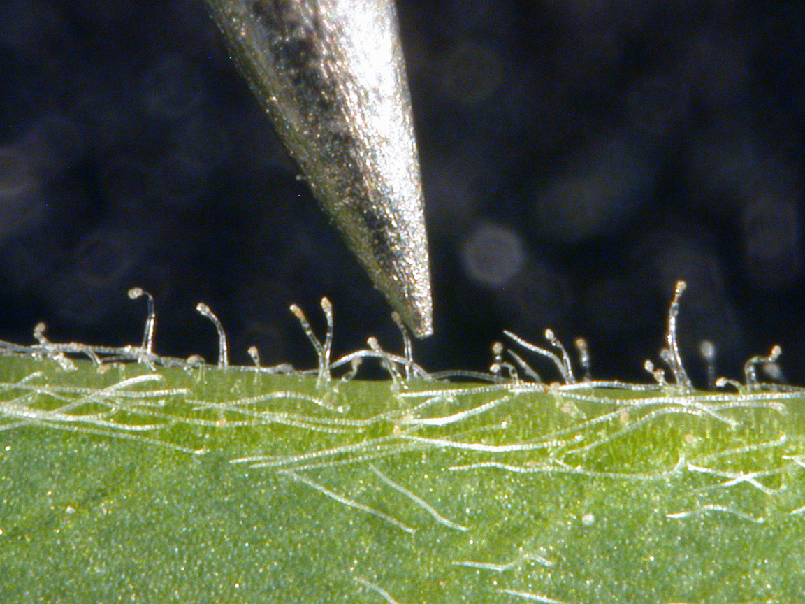 Glandular hairs, next to pin point, of potato leafhopper resistant varieties.