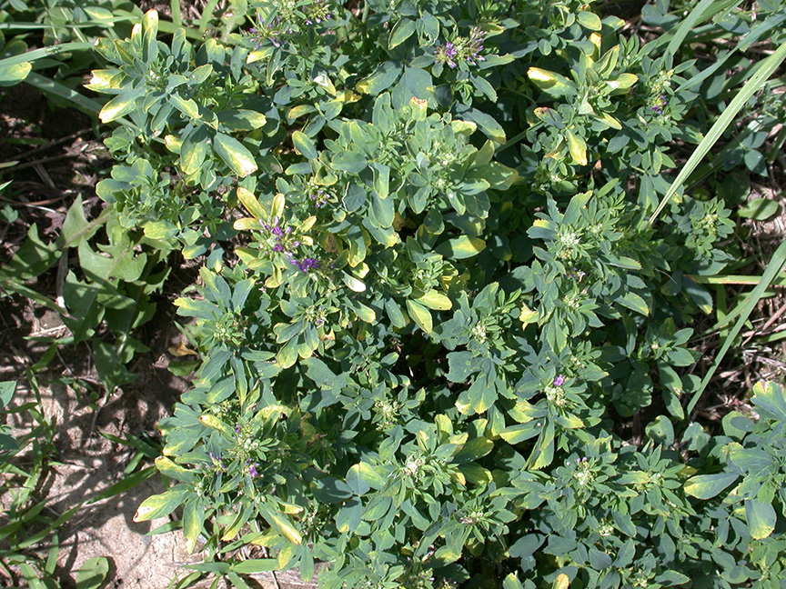 Management of potato leafhopper was needed weeks before this hopper burn.