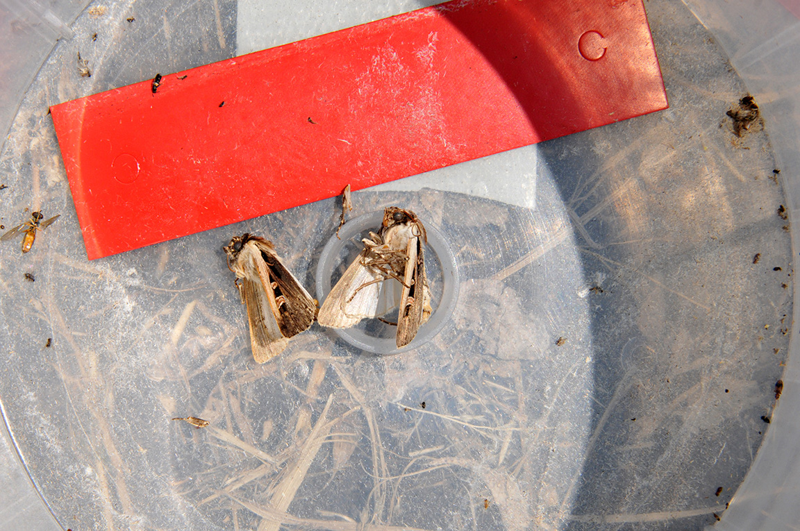 Two captured western bean cutworm moths in the bottom of a bucket trap.