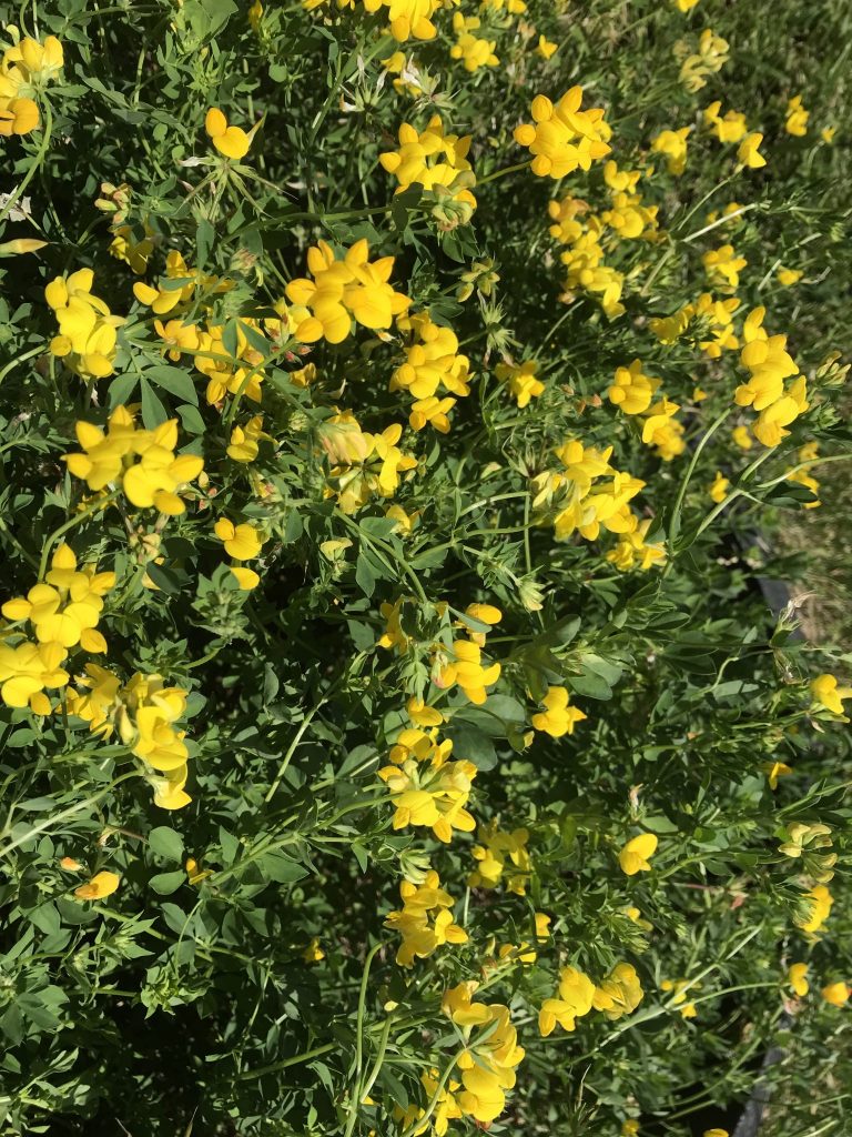 Birdsfoot Trefoil – An Underutilized Pasture Legume | Purdue University ...