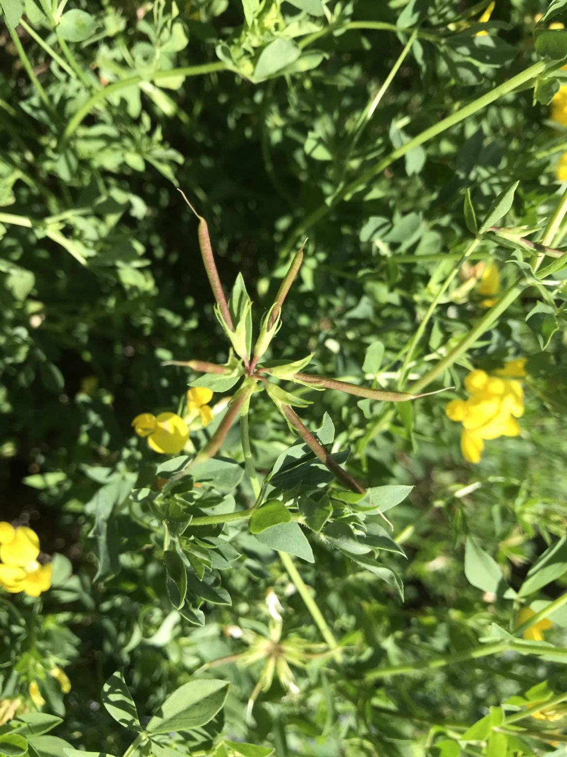 Birdsfoot Trefoil – An Underutilized Pasture Legume | Purdue University ...