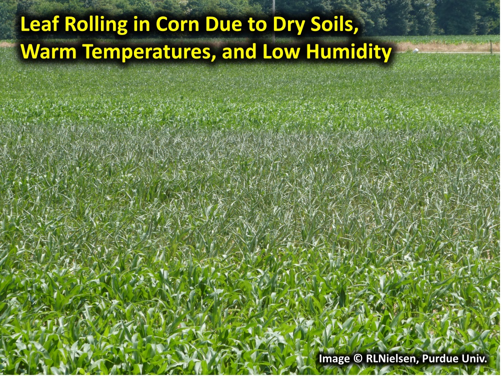 Fig. 2. Leaf rolling in corn due to dry soils, warm temperatures, and low humidity.
