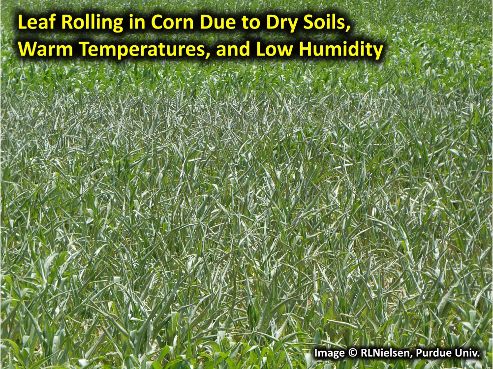 Fig. 3. Leaf rolling in corn due to dry soils, warm temperatures, and low humidity.