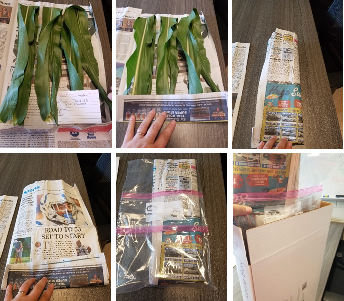 Figure 1. An easy way to send corn or soybean leaves to the Purdue Plant Pest Diagnostic Lab (PPDL), lay the leaf sample flat between a few pages of newspaper, fold, place in plastic bag, and place in a small box to send to the clinic.