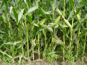 Why Are Corn Leaves Turning White? 