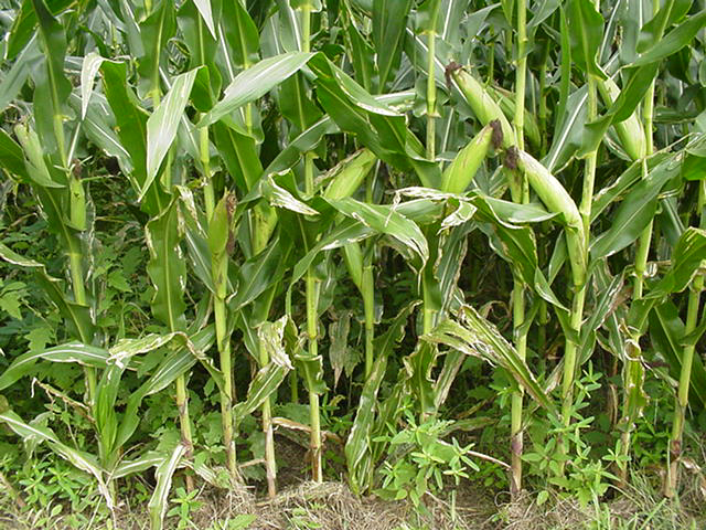 Plants on the end row with corn blotch leafminer damage.