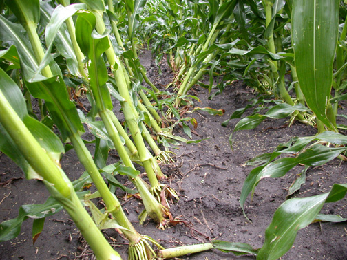 What caused the leaning of these corn plants?