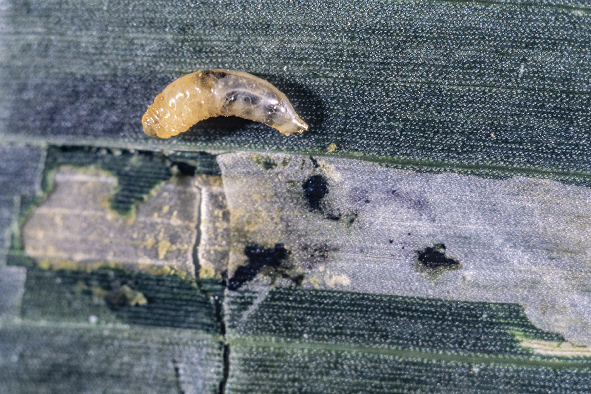 Corn blotch leafminer removed from its mine.