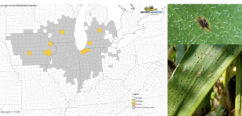 Figure 2. 2020 map of tar spot activity. Source https://corn.ipmpipe.org/tarspot-2/ and images of tar spot on corn.