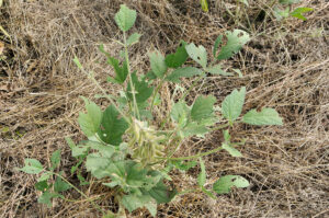 Grasshopper damage to podded soybean plant in a terminated grass cover
