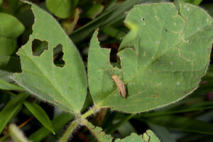 Grasshopper nymph and soybean feeding damage