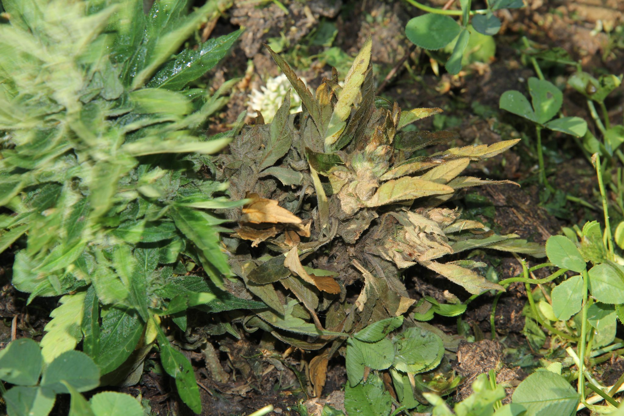 Mold growth in early flowering hemp.