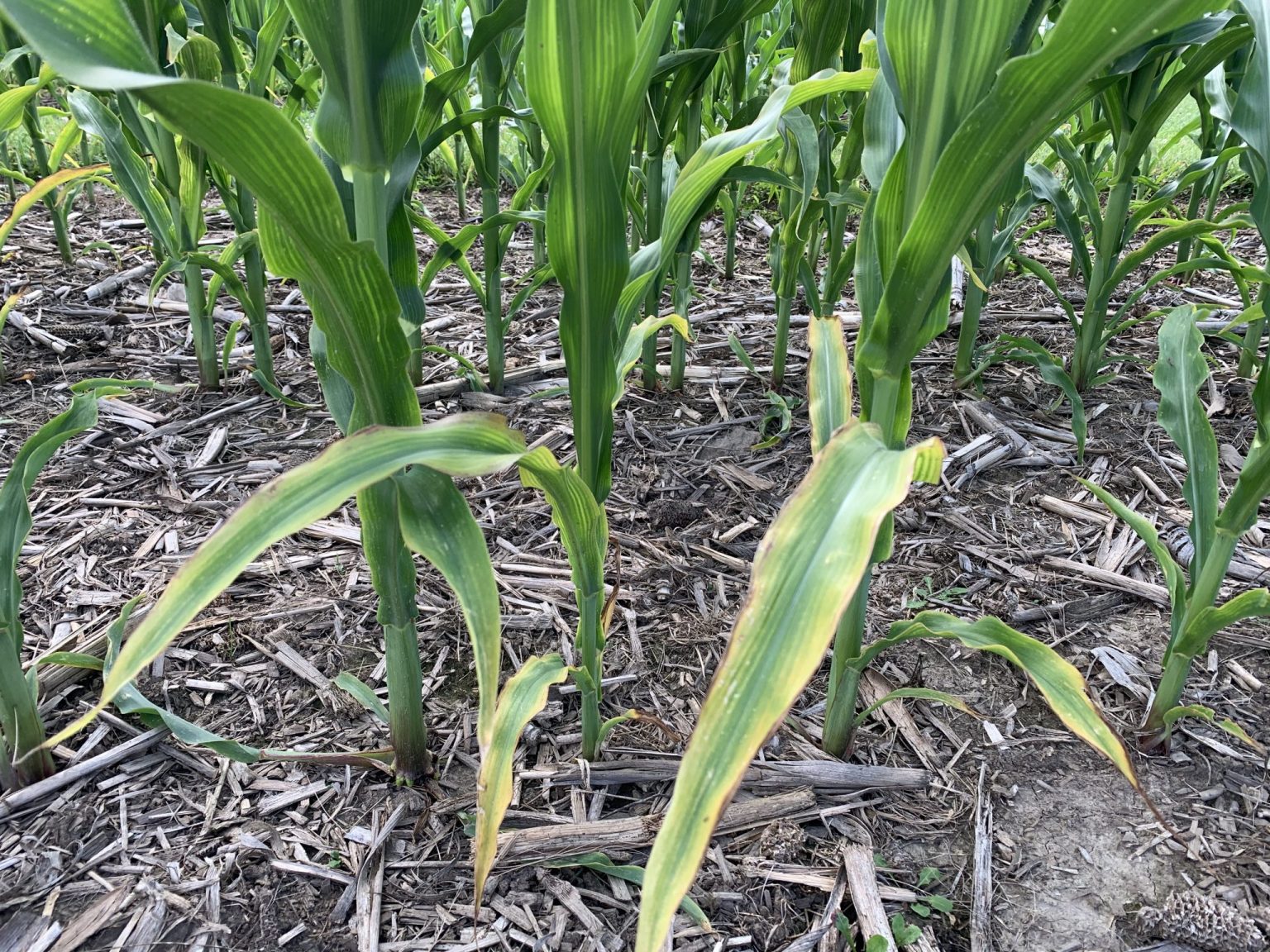Low Soil Moisture And Compaction Promote Potassium Deficiency Purdue