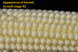 Appearance of kernels - Growth stage R2